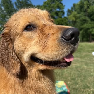 Honey the Golden 🍯