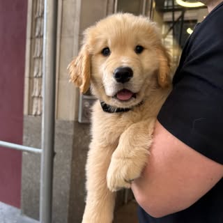 Maverick The Golden Retriever