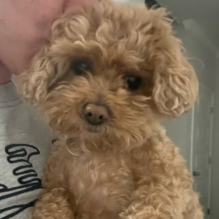 🧸Zoe | Teddy Bear Dog
