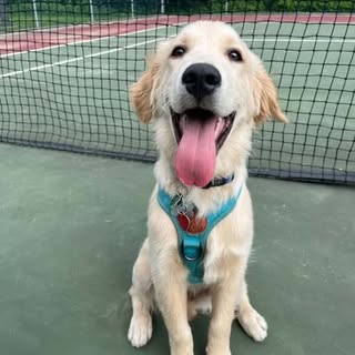 rafi.the.golden