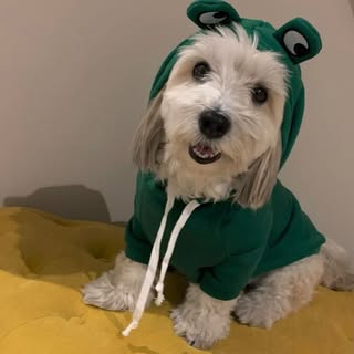 🐶📸 Moca | Dog Content Creator ✨