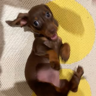 Lucky 🌭