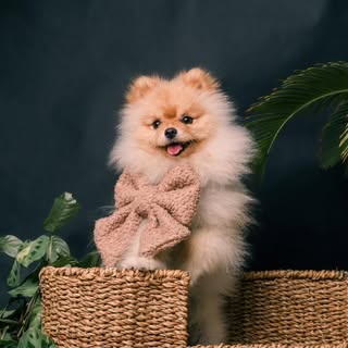 Mochi Bear, The Pomeranian