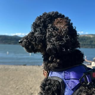 Oakley Theodore