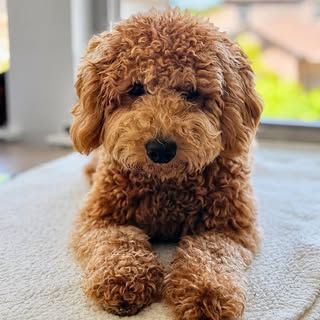 Louis 🐾 | Mini Goldendoodle