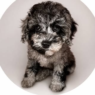 Nimu the Merle Cavapoo