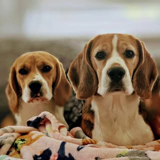 Copper & Daisy