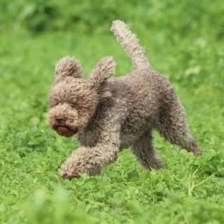 Evy the Lagotto Gundog