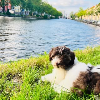 Saartje dรฉ Havapoo uit Mokum