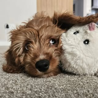 Percy the Cavapoo