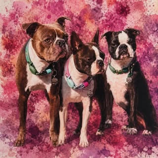A Boston Terrier Family