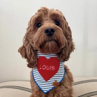 Louis The Cockapoo