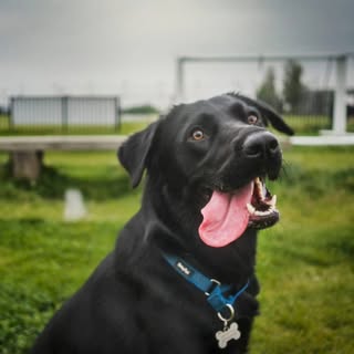 Luna - The goofball 😄🙃