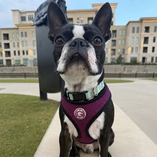 Andres The Boston