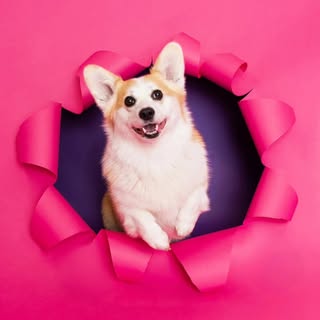Leia & Brit | Dog-Friendly Travel & Lifestyle