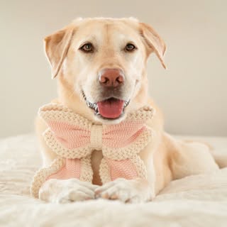 Leia & Kate | Pet Creator