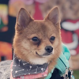 Roxy Foxy