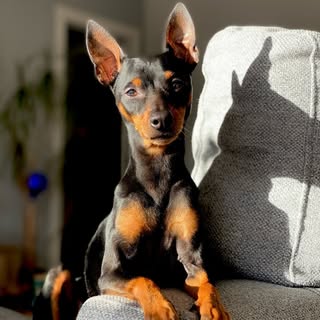 Tyson