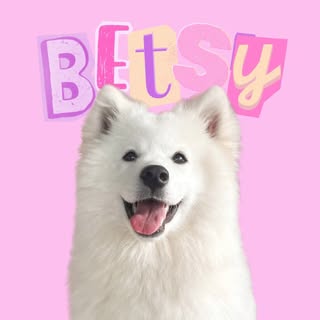Betsy the Samoyed