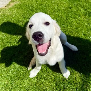 Cooper the Golden Retriever