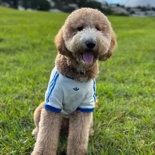 Miso🐾