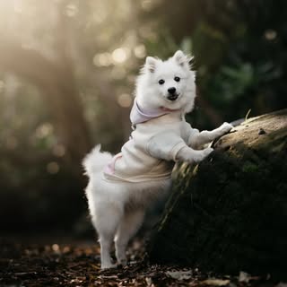 Lexie the Japanese Spitz