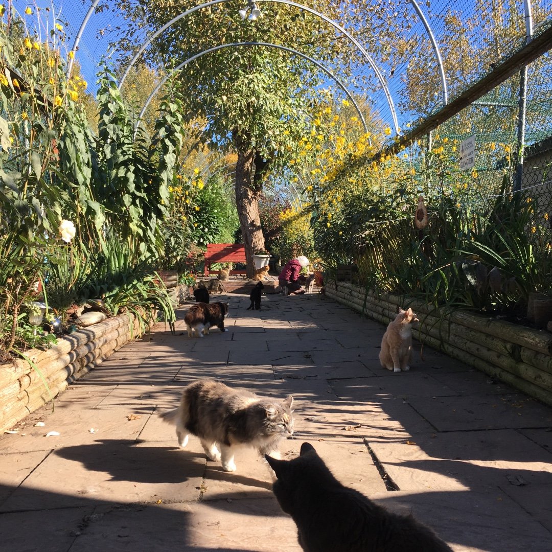 RAPS Cat Sanctuary