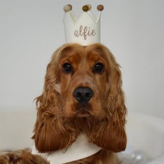 Alfie Kent