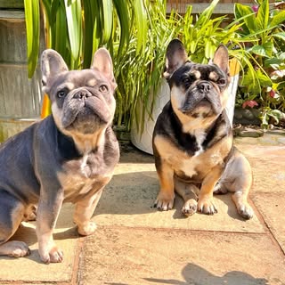Tommy 🐾💙 Belle🐾💗