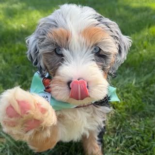 Archibald (Archie)