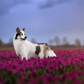 🐺 Arctic Baïkal • Yakutian Laika