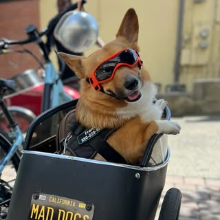 Franky 🧿 | Bay Area Corgi