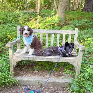 Ziggy and Matilda 🐶🐶 || Dog Creator