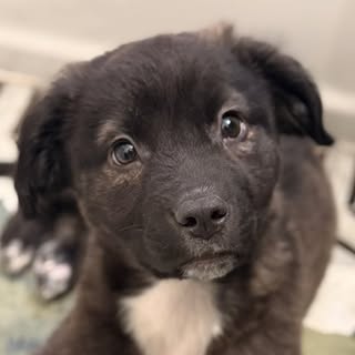 kumo lee 🐾 chicago rescue pup