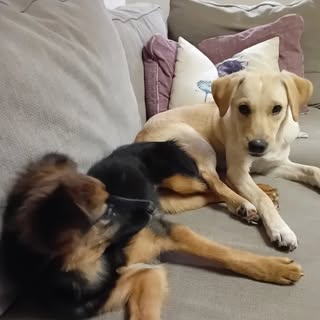 Eva & Rumble