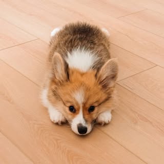 PumpkintheCorgi