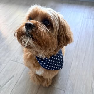 Theodore🐾🩵