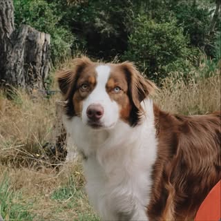 Tempranillo 🐕