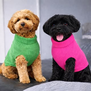 Arlo and Luna | Toy Cavoodles