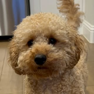 Bella Bear 🧸