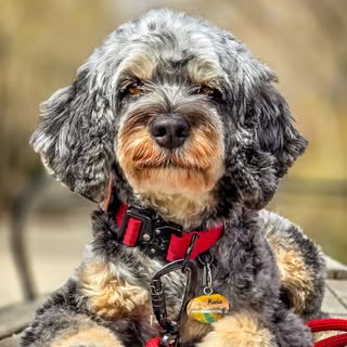 Mariangel & Koda ☆ Dog Friendly Travel
