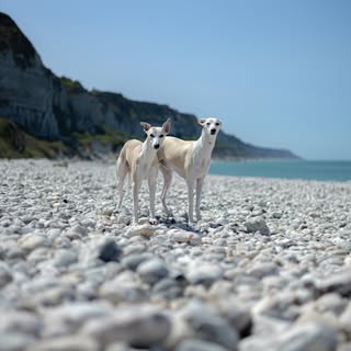 The Whippet brothers, Dante & Viggo 💙🩵