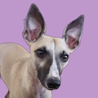 Franky whippet girl