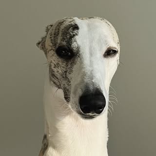 James „Le Whippet“
