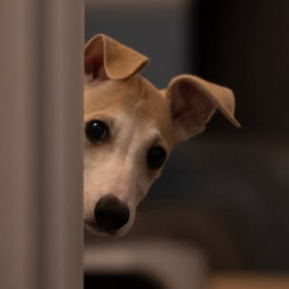 Obi