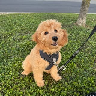 Beau | Mini Goldendoodle