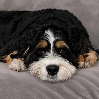 Franklin 🐾 Australian Bernedoodle