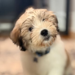 Mayor Benedict Cumberbark