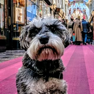 Henry 🐾🐾
