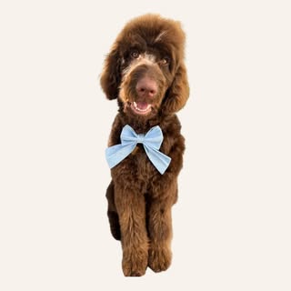Rupert the Goldendoodle